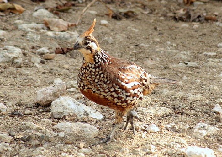 Crested Bobwhite &copy; <a rel="nofollow" class="external text" href="https://www.flickr.com/photos/27875041@N02">Daisyree Bakker</a>