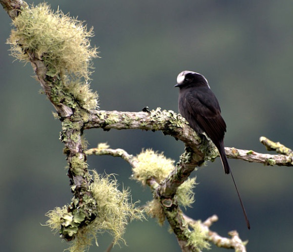 Long-tailed Tyrant © <a rel="nofollow" class="external text" href="https://www.flickr.com/people/10786455@N00">Dario Sanches</a> from São Paulo, Brazil