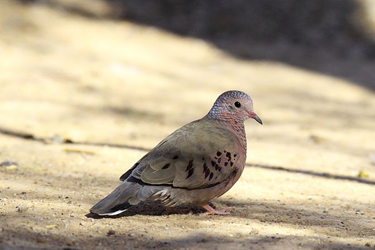 Common Ground Dove &copy; <a rel="nofollow" class="external text" href="https://www.flickr.com/photos/32541690@N02">Alan Vernon</a>