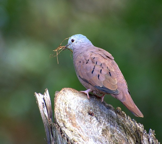 Ruddy Ground Dove &copy; dariosanches