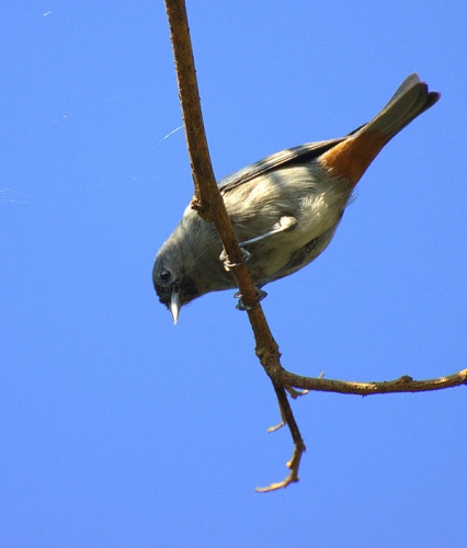 Chestnut-vented Conebill © <a rel="nofollow" class="external text" href="https://www.flickr.com/people/10786455@N00">Dario Sanches</a> from SÃO PAULO, BRASIL