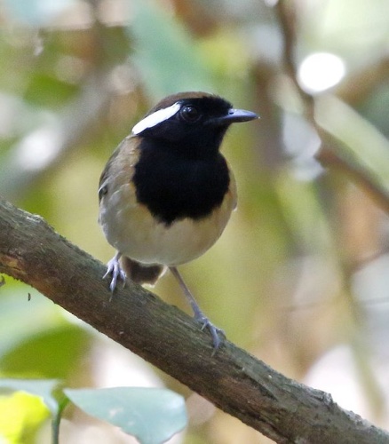 chestnut-belted gnateater © <a href="//commons.wikimedia.org/wiki/User:Hector_Bottai" title="User:Hector Bottai">Hector Bottai</a>