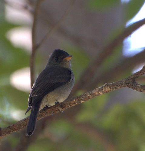 Tropical Pewee &copy; <a rel="nofollow" class="external text" href="https://www.flickr.com/photos/10786455@N00">Dario Sanches</a>