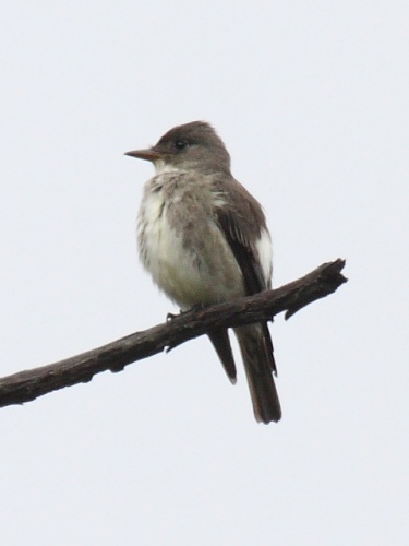 Olive-sided Flycatcher © <a rel="nofollow" class="external text" href="https://www.flickr.com/people/9765210@N03">Dominic Sherony</a>