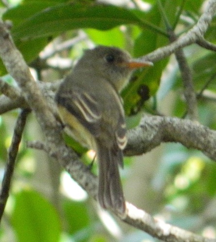 Lesser Antillean Pewee © <a href="//commons.wikimedia.org/w/index.php?title=User:Joshua_Stone&amp;action=edit&amp;redlink=1" class="new" title="User:Joshua Stone (page does not exist)">Joshua Stone</a>