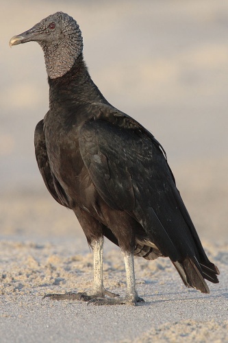 Black Vulture © <a href="https://en.wikipedia.org/wiki/User:Mdf" class="extiw" title="en:User:Mdf">Mdf</a>