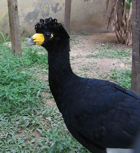 Black Curassow &copy; Alberto Apollaro <a href="//commons.wikimedia.org/w/index.php?title=User:Teleuko&amp;action=edit&amp;redlink=1" class="new" title="User:Teleuko (page does not exist)">Teleuko</a>