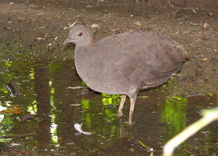 Cinereous Tinamou © No machine-readable author provided. <a href="//commons.wikimedia.org/wiki/User:Manuel_Anast%C3%A1cio" title="User:Manuel Anastácio">Manuel Anastácio</a> assumed (based on copyright claims).