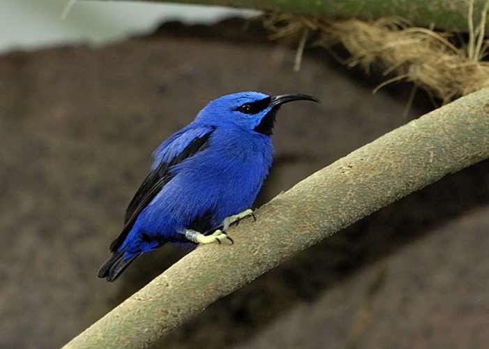 Purple Honeycreeper &copy; <a href="//commons.wikimedia.org/w/index.php?title=User:Norbert_Potensky&amp;action=edit&amp;redlink=1" class="new" title="User:Norbert Potensky (page does not exist)">Norbert Potensky</a>