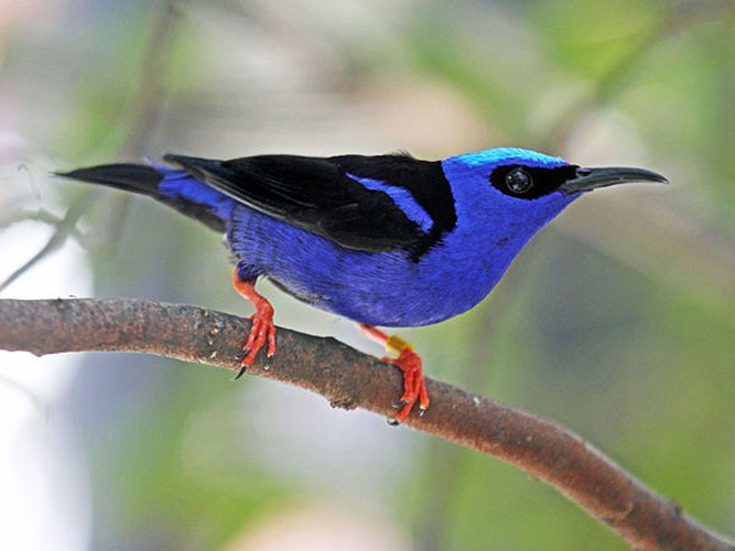 Red-legged Honeycreeper © <a href="//commons.wikimedia.org/wiki/User:DickDaniels" title="User:DickDaniels">DickDaniels</a> (<a rel="nofollow" class="external free" href="http://carolinabirds.org/">http://carolinabirds.org/</a>)