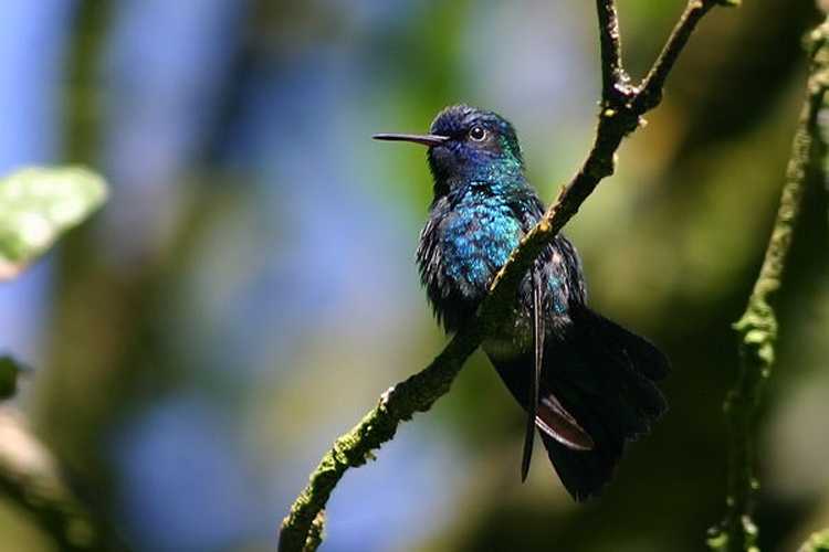 Blue-headed Hummingbird &copy; <bdi>Charles J Sharp
</bdi>