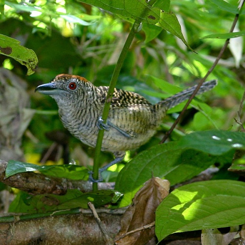 Fasciated Antshrike &copy; <ul>
<li>derivative work: <a href="//commons.wikimedia.org/wiki/User:Snowmanradio" title="User:Snowmanradio">Snowmanradio</a> (<a href="//commons.wikimedia.org/wiki/User_talk:Snowmanradio" title="User talk:Snowmanradio"><span class="signature-talk">talk</span></a>)</li>
<li>
<a href="//commons.wikimedia.org/wiki/File:Cymbilaimus_lineatus_(female)_-Panama-6.jpg" title="File:Cymbilaimus lineatus (female) -Panama-6.jpg">Cymbilaimus_lineatus_(female)_-Panama-6.jpg</a>: <a rel="nofollow" class="external text" href="https://www.flickr.com/photos/19731486@N07">Brian Gratwicke</a>
</li>
</ul>