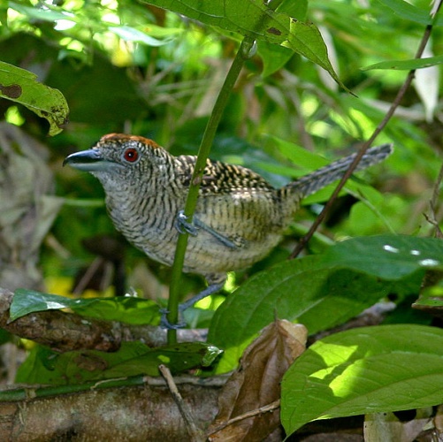 Fasciated Antshrike © <ul>
<li>derivative work: <a href="//commons.wikimedia.org/wiki/User:Snowmanradio" title="User:Snowmanradio">Snowmanradio</a> (<a href="//commons.wikimedia.org/wiki/User_talk:Snowmanradio" title="User talk:Snowmanradio"><span class="signature-talk">talk</span></a>)</li>
<li>
<a href="//commons.wikimedia.org/wiki/File:Cymbilaimus_lineatus_(female)_-Panama-6.jpg" title="File:Cymbilaimus lineatus (female) -Panama-6.jpg">Cymbilaimus_lineatus_(female)_-Panama-6.jpg</a>: <a rel="nofollow" class="external text" href="https://www.flickr.com/photos/19731486@N07">Brian Gratwicke</a>
</li>
</ul>