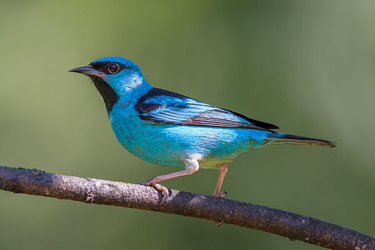 Dacnis cayana &copy; <a rel="nofollow" class="external text" href="http://photo-natur.de">Andreas Trepte</a>