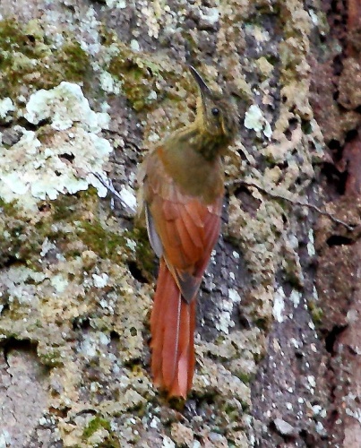 Long-tailed Woodcreeper © <a href="//commons.wikimedia.org/wiki/User:Hector_Bottai" title="User:Hector Bottai">Hector Bottai</a>
