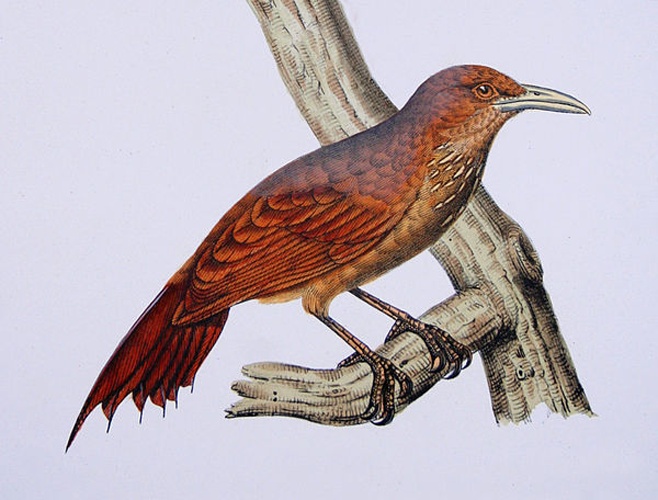 Cinnamon-throated Woodcreeper © <bdi><a href="https://en.wikipedia.org/wiki/en:Francis_de_Laporte_de_Castelnau" class="extiw" title="w:en:Francis de Laporte de Castelnau">Francis de Laporte de Castelnau</a>
</bdi>