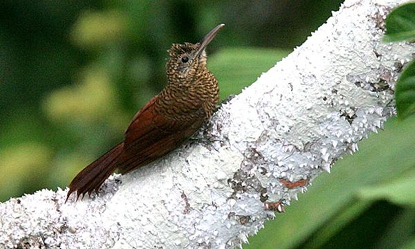 Amazonian Barred Woodcreeper &copy; <a rel="nofollow" class="external text" href="https://www.flickr.com/people/10287866@N00">Kent Nickell</a> from Waterloo, IA