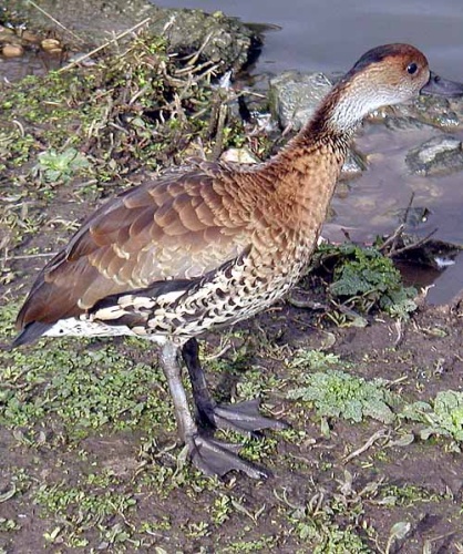 West Indian Whistling Duck © 
