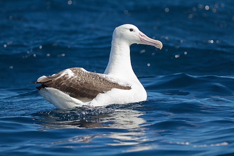 Southern Royal Albatross &copy; <a href="//commons.wikimedia.org/wiki/User:JJ_Harrison" title="User:JJ Harrison">JJ Harrison</a> (<a rel="nofollow" class="external free" href="https://www.jjharrison.com.au/">https://www.jjharrison.com.au/</a>)
