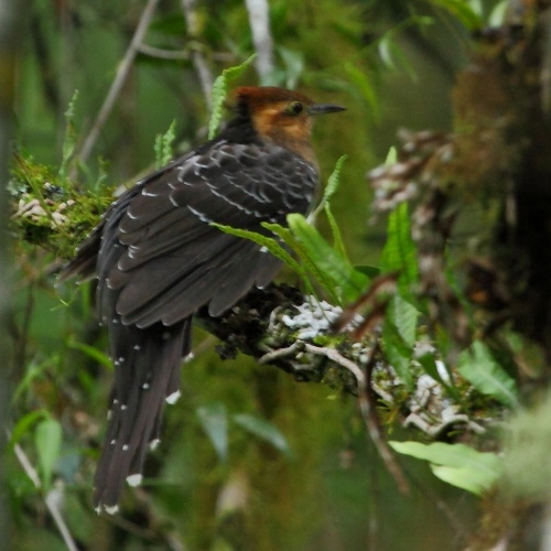 Pavonine Cuckoo © <a href="//commons.wikimedia.org/wiki/User:Hector_Bottai" title="User:Hector Bottai">Hector Bottai</a>
