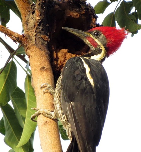 Lineated Woodpecker &copy; <a rel="nofollow" class="external text" href="https://www.flickr.com/people/52346729@N04">Alejandro  Bayer Tamayo</a> from Armenia, Colombia