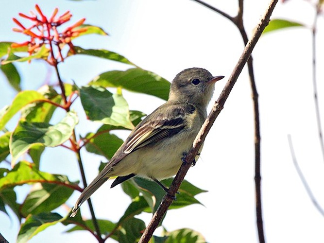 Lesser Elaenia © <a rel="nofollow" class="external text" href="https://www.flickr.com/people/9765210@N03">Dominic Sherony</a>