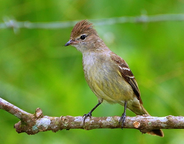 Yellow-bellied Elaenia &copy; <a rel="nofollow" class="external text" href="https://www.flickr.com/people/10786455@N00">Dario Sanches</a> from SÃO PAULO, BRASIL