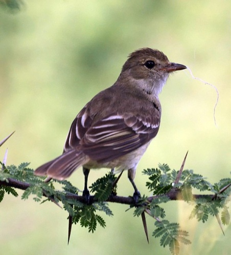 Elaenia martinica © <a rel="nofollow" class="external text" href="https://www.flickr.com/people/42646706@N02">New Jersey Birds</a>