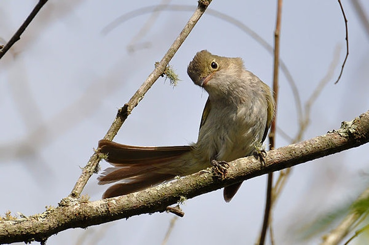 Small-billed Elaenia &copy; <a rel="nofollow" class="external text" href="https://www.flickr.com/photos/32674493@N04">Cláudio Dias Timm</a> from Rio Grande do Sul