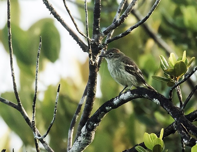Rufous-crowned Elaenia © <a href="//commons.wikimedia.org/w/index.php?title=User:Nick_Athanas&amp;action=edit&amp;redlink=1" class="new" title="User:Nick Athanas (page does not exist)">Nick Athanas</a>