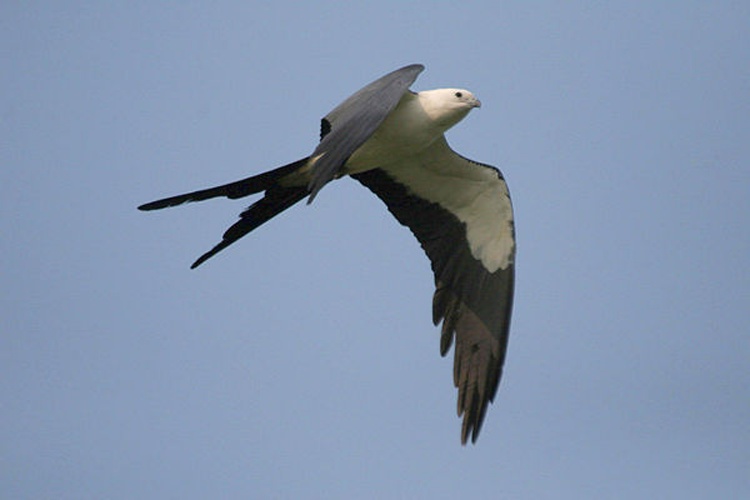 swallow-tailed kite &copy; Joe Nicholson, Nature photographer, Bugwood.org