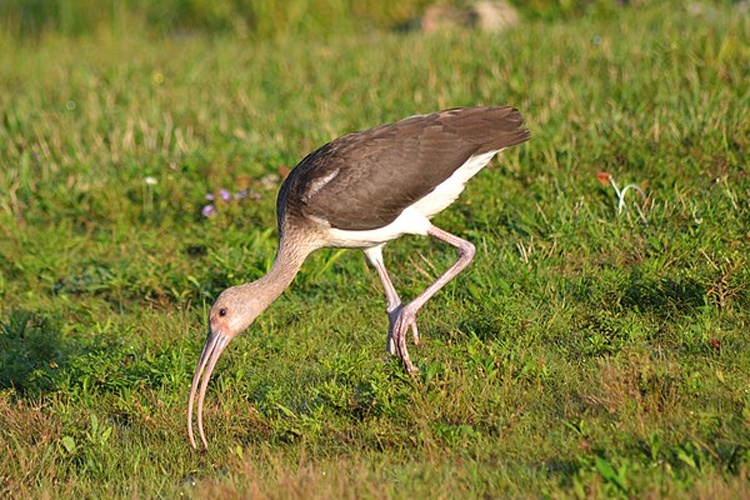 American White Ibis © <a rel="nofollow" class="external text" href="https://www.flickr.com/people/104269801@N02">Andrew C</a>