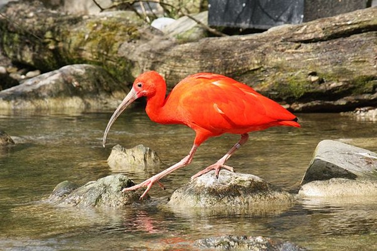 scarlet ibis © <a href="//commons.wikimedia.org/wiki/User:J._Patrick_Fischer" title="User:J. Patrick Fischer">J. Patrick Fischer</a>