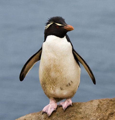 Southern Rockhopper Penguin © <table style="margin: 1.5em auto; font-size: 0.9em; width: 100%; background-color: #ccc; border: 2px solid #aaa; padding: 1px;" cellspacing="10"><tbody><tr><td>
<i><a href="https://upload.wikimedia.org/wikipedia/commons/e/ee/Gorfou_sauteur_-_Rockhopper_Penguin.jpg" class="internal" title="Gorfou sauteur - Rockhopper Penguin.jpg"><b>This illustration</b></a> <b>was made by</b> </i><b><a href="//commons.wikimedia.org/wiki/User:Ehquionest" title="User:Ehquionest"><b>Samuel Blanc</b></a></b><i>.</i>
<p>If you plan on using it, an email to samuel @ sblanc.com would be greatly appreciated.
</p>
</td></tr></tbody></table>