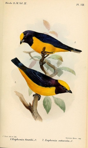 Finsch's Euphonia &copy; <bdi><a href="https://en.wikipedia.org/wiki/en:Joseph_Smit" class="extiw" title="w:en:Joseph Smit">Joseph Smit</a>
</bdi>