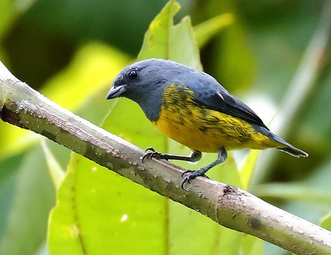Plumbeous Euphonia &copy; <a href="//commons.wikimedia.org/wiki/User:Hector_Bottai" title="User:Hector Bottai">Hector Bottai</a>