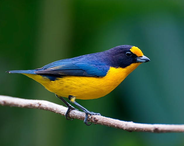 Violaceous Euphonia © <a rel="nofollow" class="external text" href="https://www.flickr.com/people/10786455@N00">Dario Sanches</a>