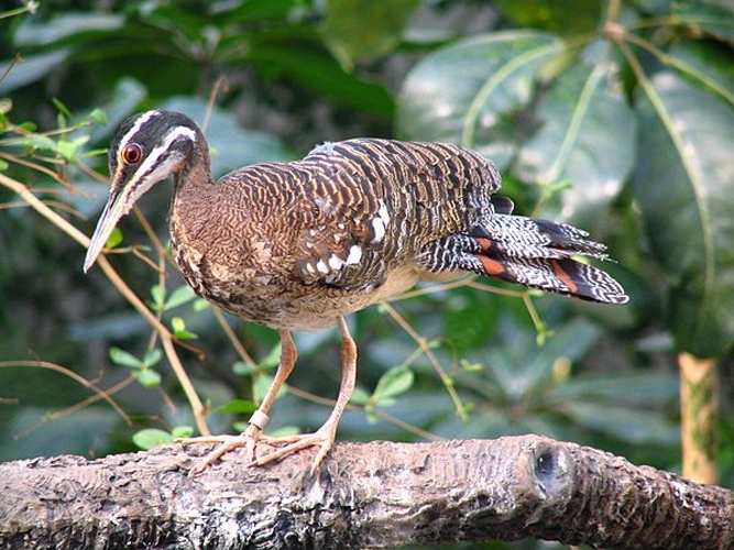 Sunbittern &copy; <a rel="nofollow" class="external text" href="https://www.flickr.com/people/94502827@N00">Brent Moore</a> from Smyrna, TN, USA