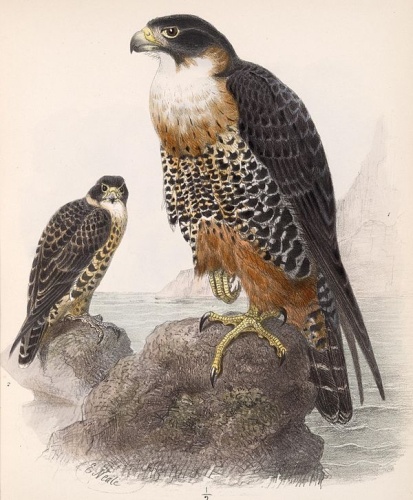 Orange-breasted Falcon © Edward Neale (1833–1904)