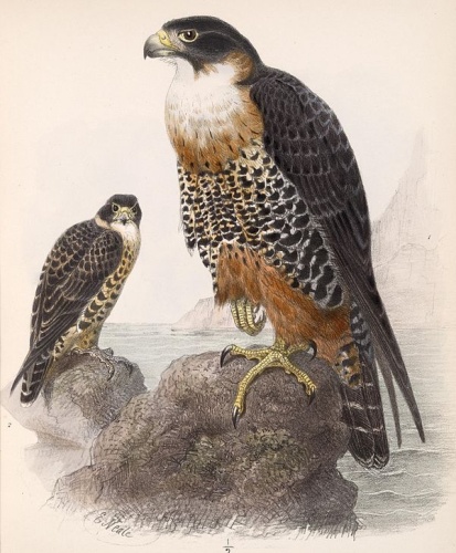 Orange-breasted Falcon &copy; Edward Neale (1833–1904)