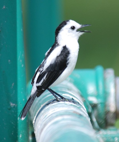 Pied Water Tyrant &copy; <a rel="nofollow" class="external text" href="https://www.flickr.com/people/26616866@N00">The Lilac Breasted Roller</a> from Sullivan's Island, United States
