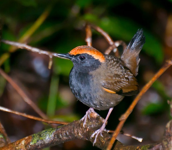 Rufous-capped Antthrush &copy; <a rel="nofollow" class="external text" href="https://www.flickr.com/people/10786455@N00">Dario Sanches</a>