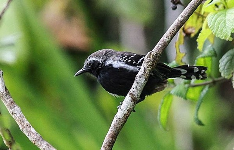 White-fringed Antwren © <a href="//commons.wikimedia.org/w/index.php?title=User:Rick_elis.simpson&amp;action=edit&amp;redlink=1" class="new" title="User:Rick elis.simpson (page does not exist)">Rick elis.simpson</a>