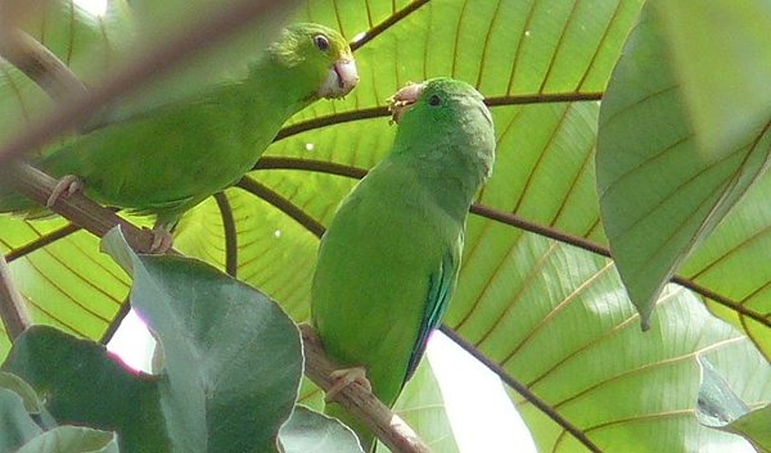 Green-rumped Parrotlet &copy; <a rel="nofollow" class="external text" href="https://www.flickr.com/photos/14113303@N07/">kulyka</a> on flickr