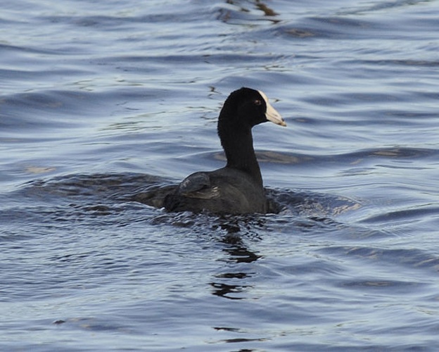 Caribbean Coot &copy; <a href="//commons.wikimedia.org/w/index.php?title=User:Osoroco&amp;action=edit&amp;redlink=1" class="new" title="User:Osoroco (page does not exist)">Damián Ruiz</a>