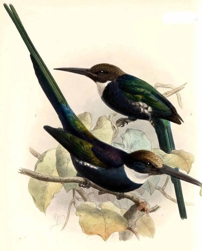 Paradise Jacamar &copy; <bdi><a href="https://en.wikipedia.org/wiki/en:John_Gerrard_Keulemans" class="extiw" title="w:en:John Gerrard Keulemans">John Gerrard Keulemans</a>
</bdi>