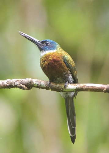 Bronzy Jacamar © <a href="//commons.wikimedia.org/w/index.php?title=User:Kksampeck&amp;action=edit&amp;redlink=1" class="new" title="User:Kksampeck (page does not exist)">Kelley Sampeck</a>