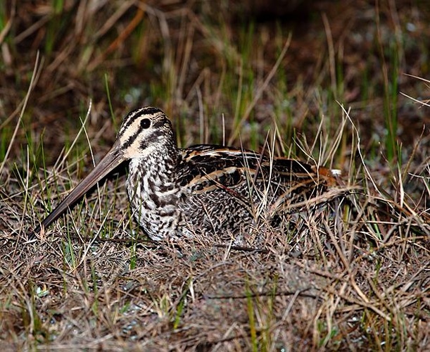 Giant Snipe © <a href="//commons.wikimedia.org/wiki/User:Hector_Bottai" title="User:Hector Bottai">Hector Bottai</a>