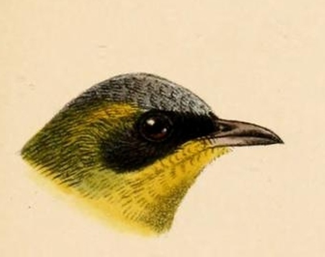 Masked Yellowthroat &copy; <bdi><a href="https://en.wikipedia.org/wiki/en:John_Gerrard_Keulemans" class="extiw" title="w:en:John Gerrard Keulemans">John Gerrard Keulemans</a>
</bdi>