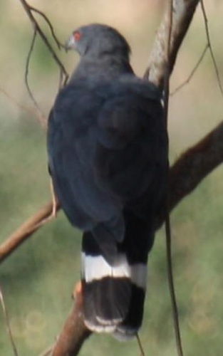 Crane Hawk &copy; Alastair Rae